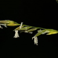 Leersia hexandra Sw.